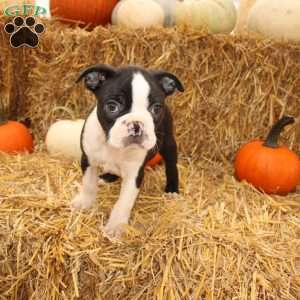 Jared, Boston Terrier Puppy